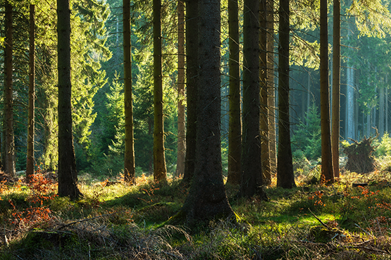 You are currently viewing La forêt : achat, vente, fiscalité
